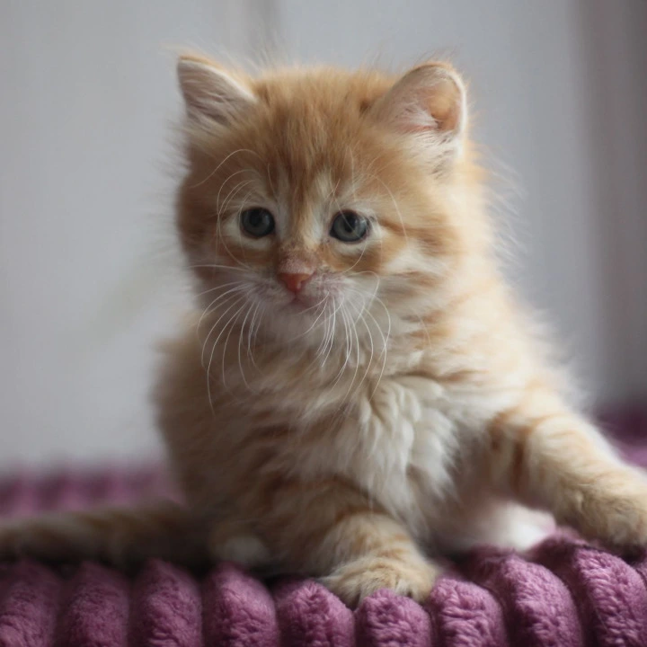 Bonifatsiy Siberian Kittens | Buy a kitten.