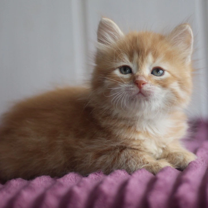 Bonifatsiy Siberian Kittens | Buy a kitten.