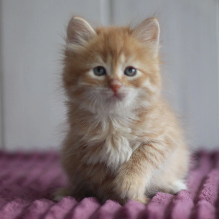 Bonifatsiy Siberian Kittens | Buy a kitten.