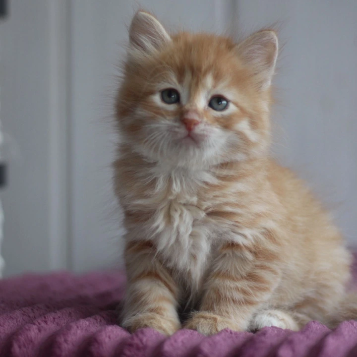 Bonifatsiy Siberian Kittens | Buy a kitten. 