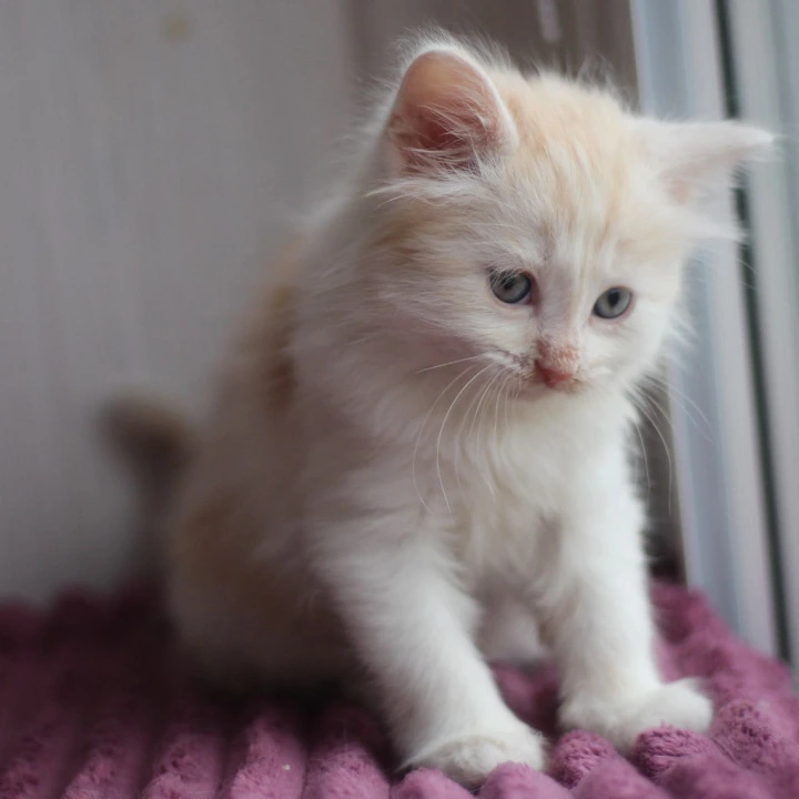 Bjorndallen Siberian Kittens | Buy a kitten. 
