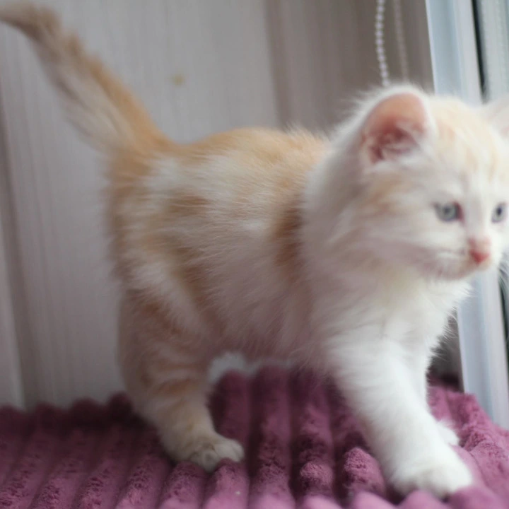 Bjorndallen Siberian Kittens | Buy a kitten.