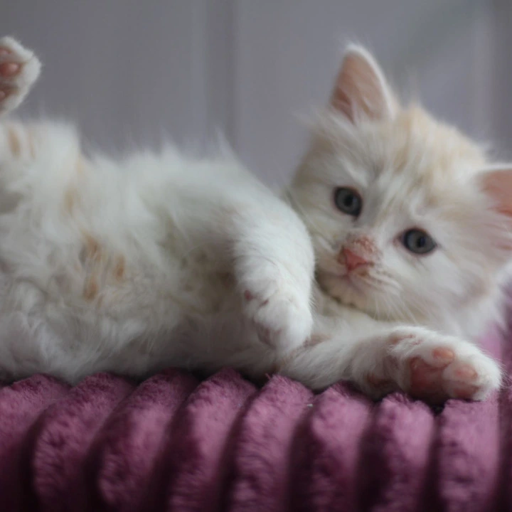 Bjorndallen Siberian Kittens | Buy a kitten.
