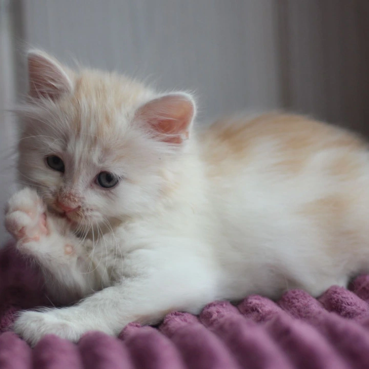 Bjorndallen Siberian Kittens | Buy a kitten. 