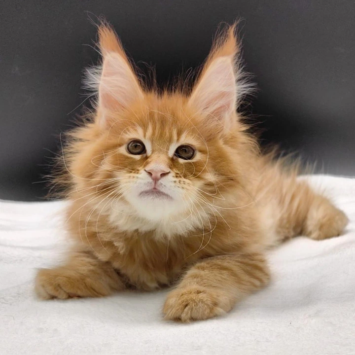Yasha Maine Coon Kittens | Kitten for sale. 