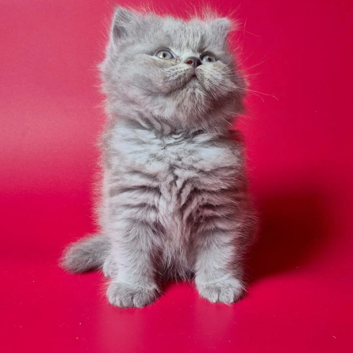 Lucky  Longhair British Shorthair Kittens | Kittens for sale. 