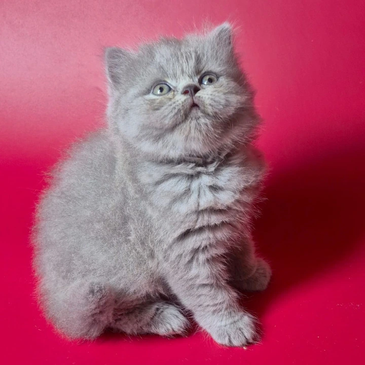 Lucky  Longhair British Shorthair Kittens | Kittens for sale. 