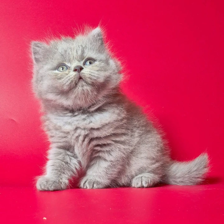 Lucky  Longhair British Shorthair Kittens | Kittens for sale. 