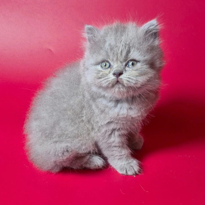 Lucky  Longhair British Shorthair Kittens | Kittens for sale. 