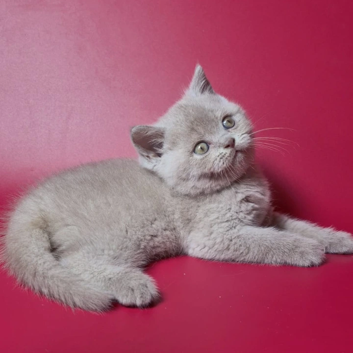 Lotus British Shorthair Kittens | Kittens for sale. 