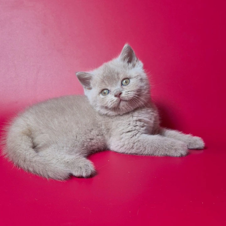 Lotus British Shorthair Kittens | Kittens for sale. 