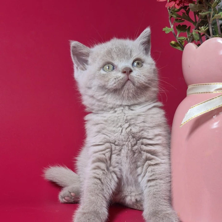 Lotus British Shorthair Kittens | Kittens for sale. 