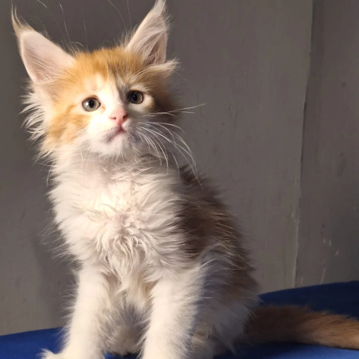 Galactica Maine Coon Kittens | Large selection of kittens. 