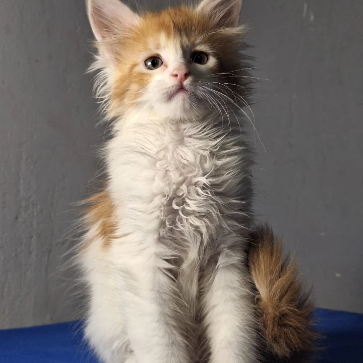 Galactica Maine Coon Kittens | Large selection of kittens. 