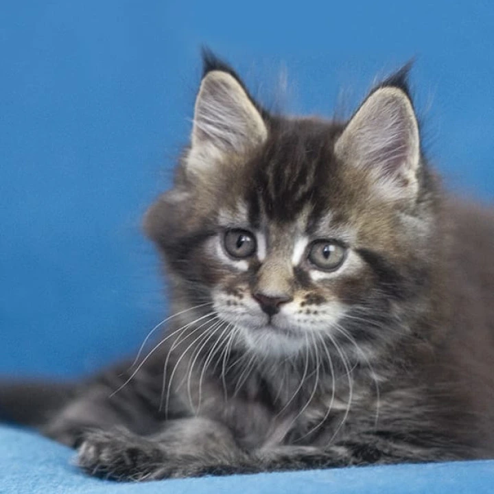 Namarunu Maine Coon Kittens | Large selection of kittens. 