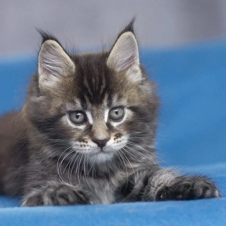 Namarunu Maine Coon Kittens | Large selection of kittens. 