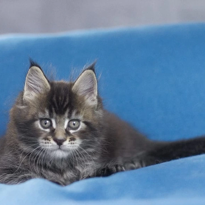 Namarunu Maine Coon Kittens | Large selection of kittens. 