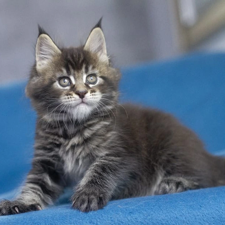 Namarunu Maine Coon Kittens | Large selection of kittens. 