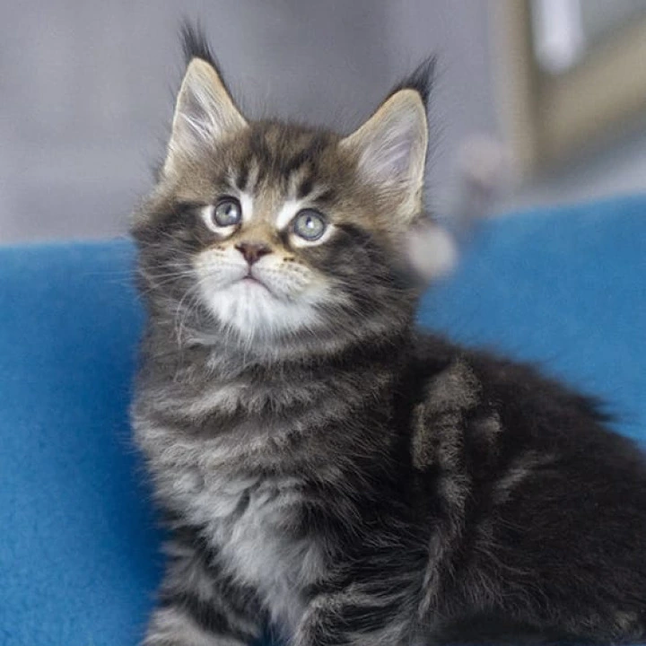 Masherburm Maine Coon Kittens | Kitten for sale. 