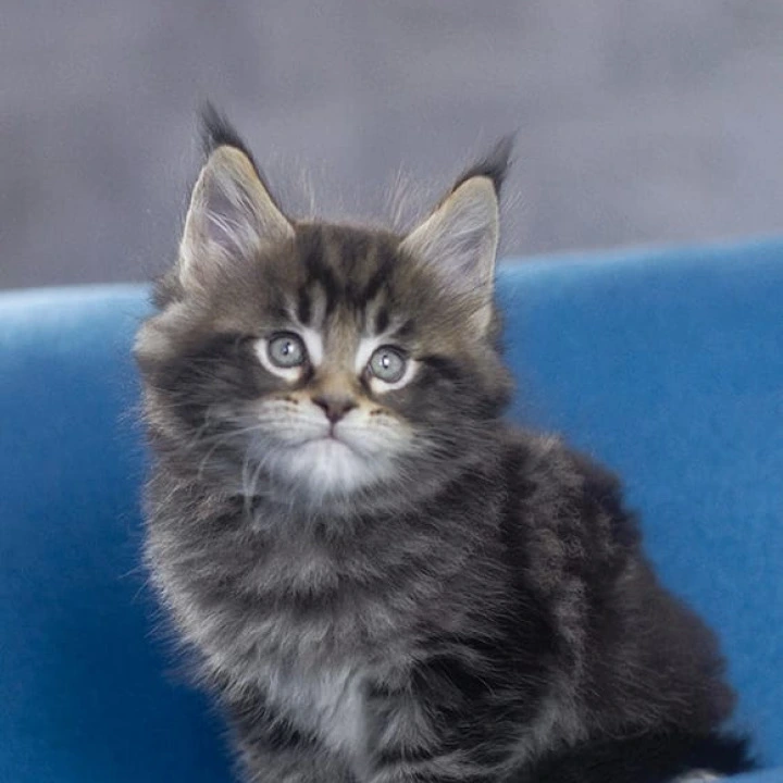 Masherburm Maine Coon Kittens | Kitten for sale. 