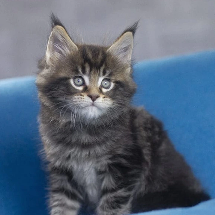 Masherburm Maine Coon Kittens | Kitten for sale. 