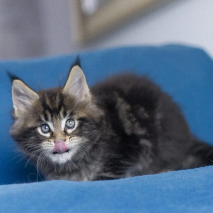Masherburm Maine Coon Kittens | Kitten for sale. 