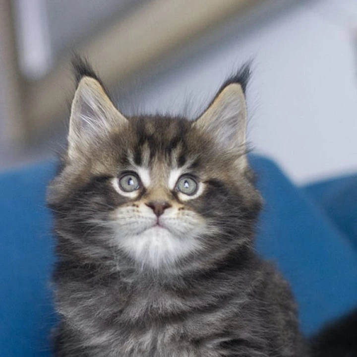 Masherburm Maine Coon Kittens | Kitten for sale. 