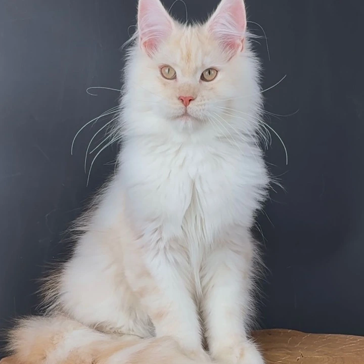 Tuareg Maine Coon Kittens | Kittens for sale. 