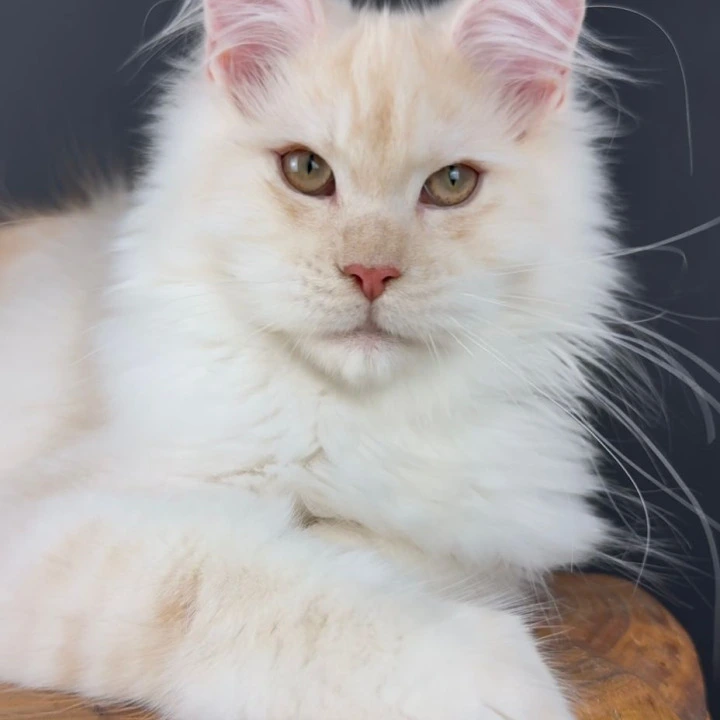 Tuareg Maine Coon Kittens | Kittens for sale. 