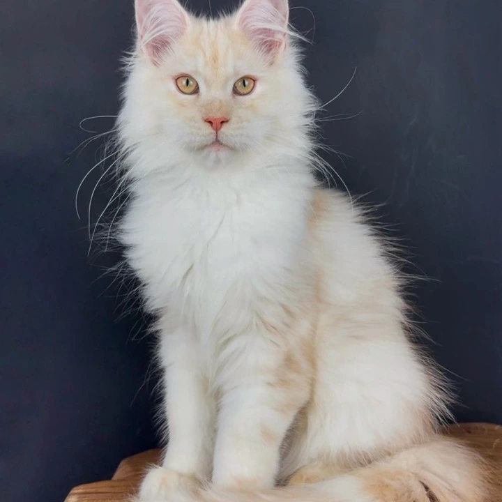 Tuareg Maine Coon Kittens | Kittens for sale. 