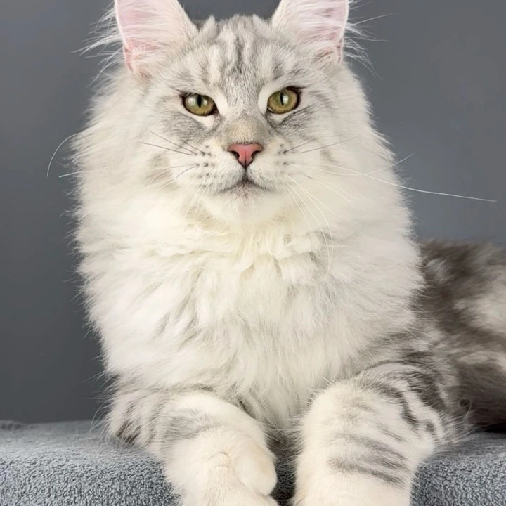 Ostap Maine Coon Kittens | Buy a kitten. 