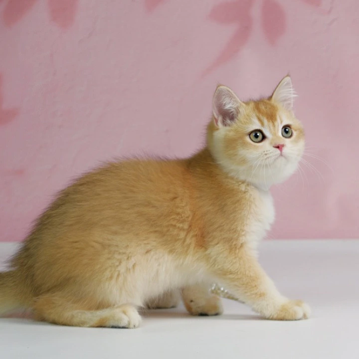 Teddy British Kittens | Kitten for sale. 