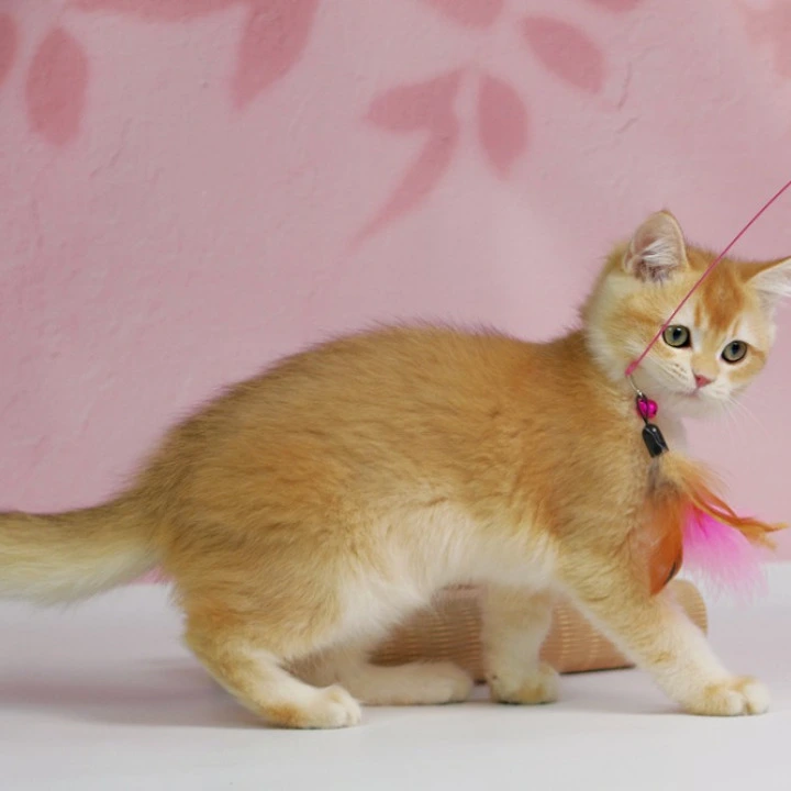 Teddy British Kittens | Kitten for sale. 