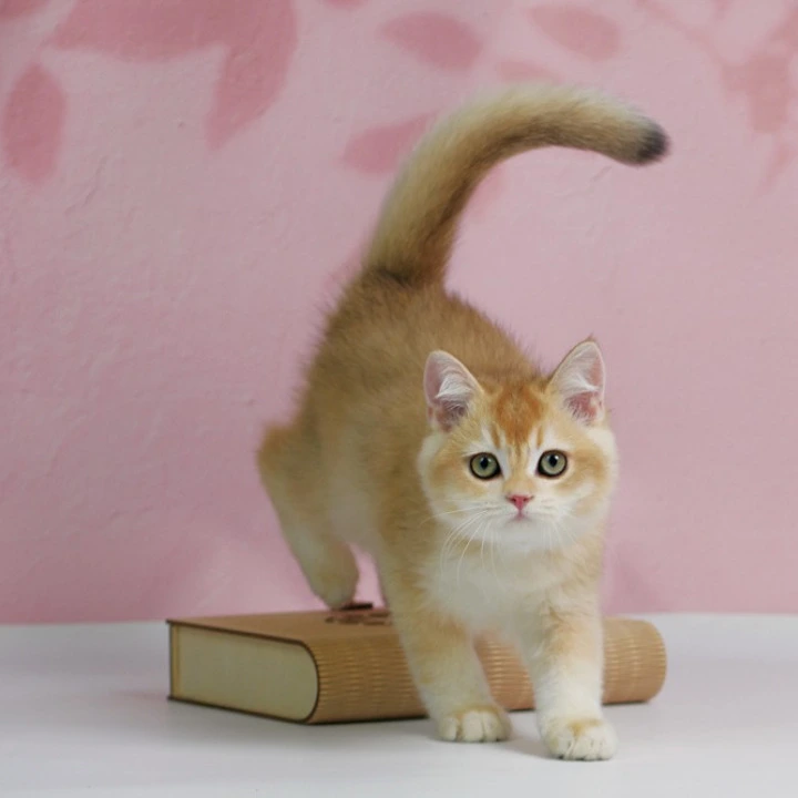 Teddy British Kittens | Kitten for sale. 