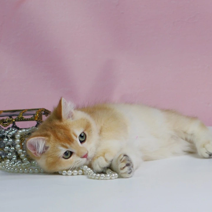 Teddy British Kittens | Kitten for sale. 