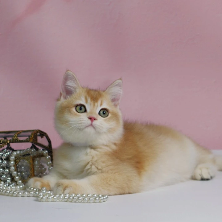 Teddy British Kittens | Kitten for sale. 