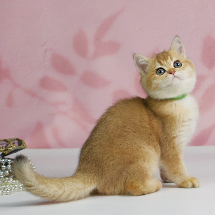 Teyla British Shorthair Kittens | Kittens for sale. 