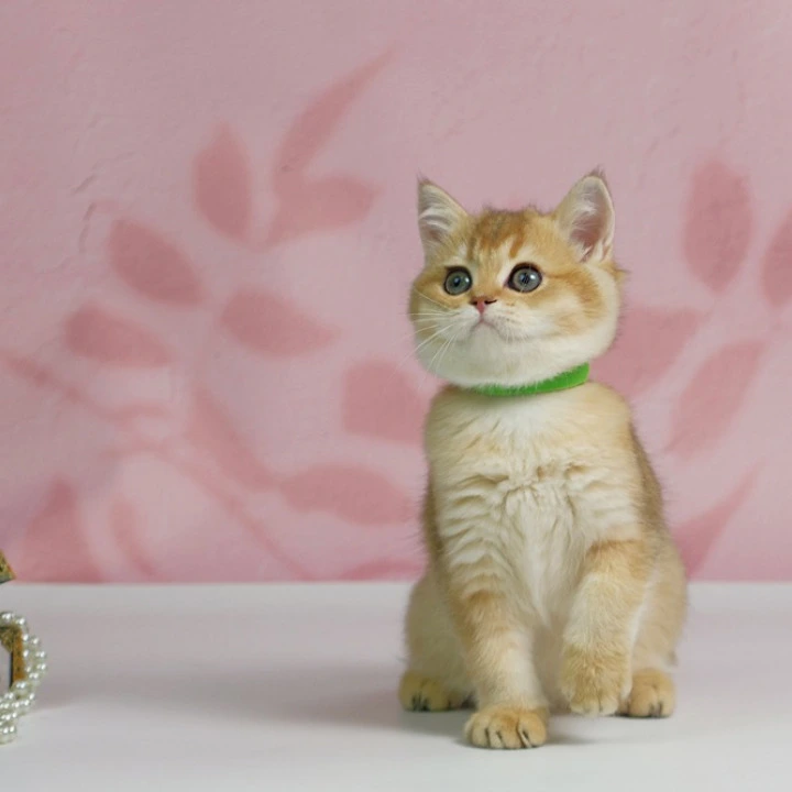 Teyla British Shorthair Kittens | Kittens for sale. 