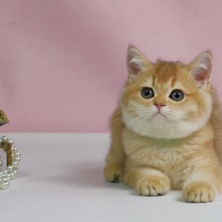 Teyla British Shorthair Kittens | Kittens for sale. 