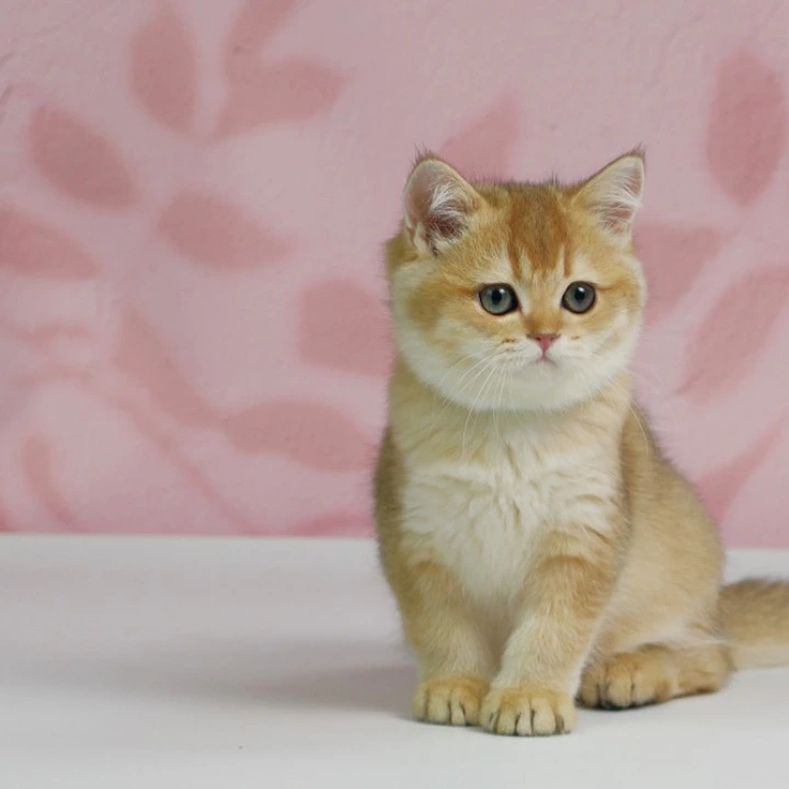Teyla British Shorthair Kittens | Kittens for sale. 