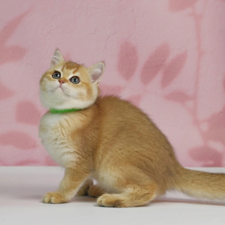 Teyla British Shorthair Kittens | Kittens for sale. 