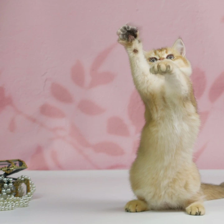 Teyla British Shorthair Kittens | Kittens for sale. 