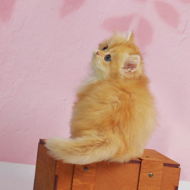 Ulf Longhair British Shorthair Kittens | Buy a kitten. 