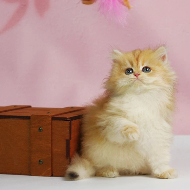 Ulf Longhair British Shorthair Kittens | Buy a kitten. 