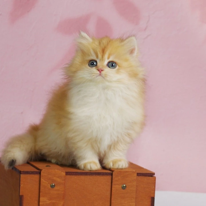 Ulf Longhair British Shorthair Kittens | Buy a kitten. 