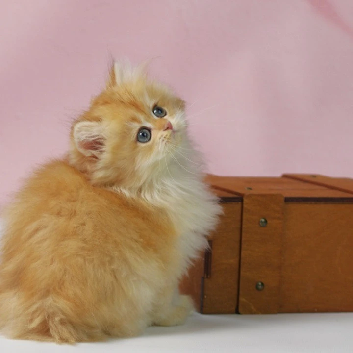 Ulf Longhair British Shorthair Kittens | Buy a kitten. 