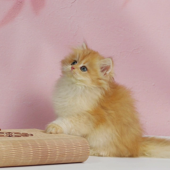 Ulf Longhair British Shorthair Kittens | Buy a kitten. 