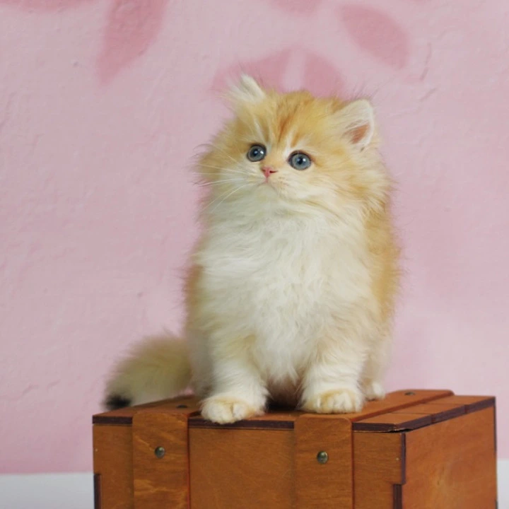 Ulf Longhair British Shorthair Kittens | Buy a kitten. 