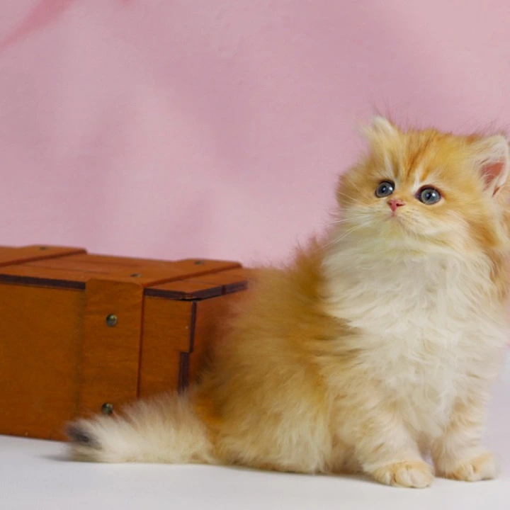 Ulf Longhair British Shorthair Kittens | Buy a kitten. 