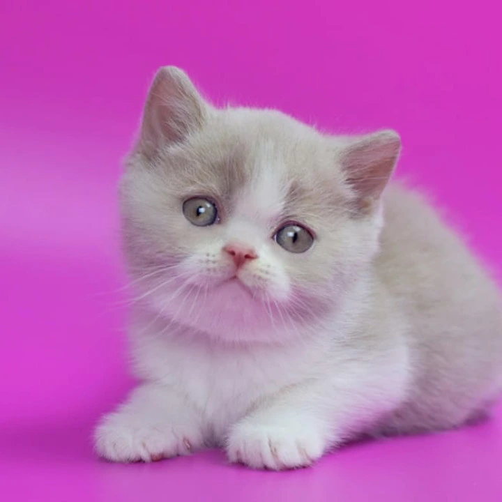 Quest British Shorthair Kittens | Kittens for sale. 